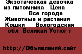 Экзотическая девочка из питомника › Цена ­ 25 000 - Все города Животные и растения » Кошки   . Вологодская обл.,Великий Устюг г.